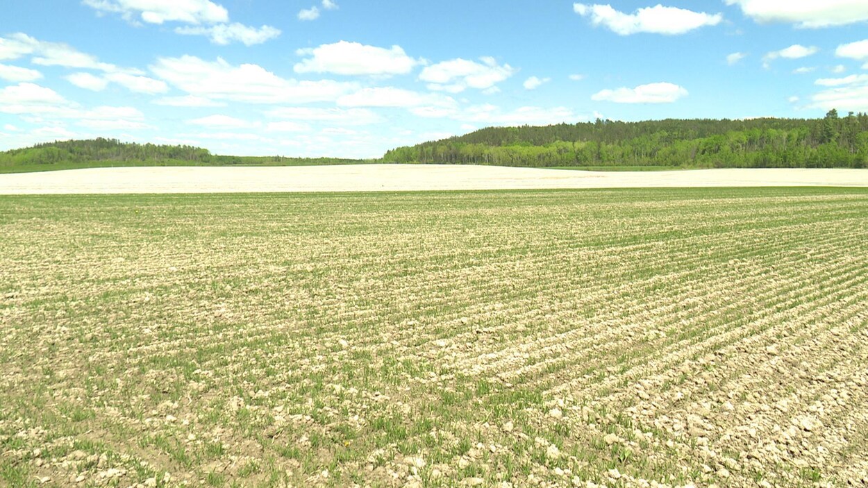 Accaparement des terres  l'UPA régionale demande aux gouvernements d