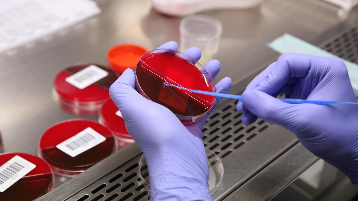 En laboratoire, une personne effectue un échantillonnage d'analyse sanguine.