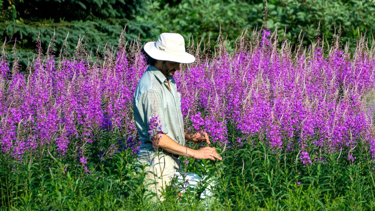 À Champneuf, un atelier de thé unique en son genre