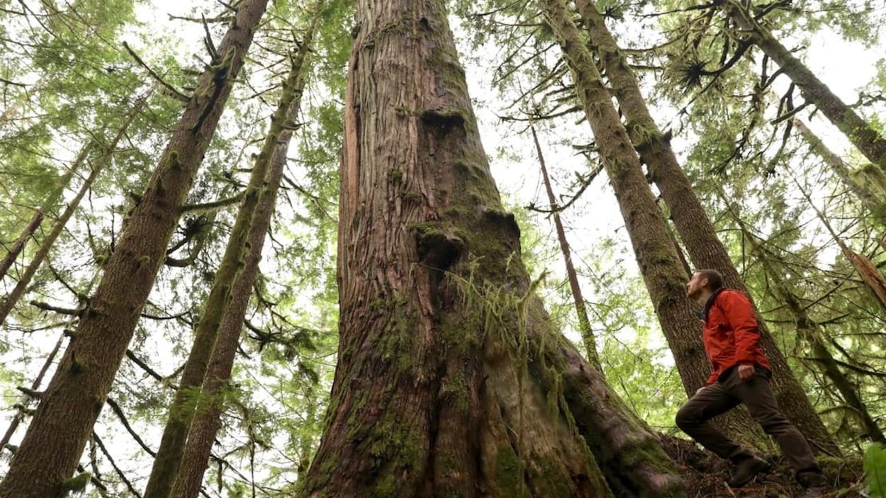 Un homme regarde vers la cimes d'arbres immenses dans une forêt.