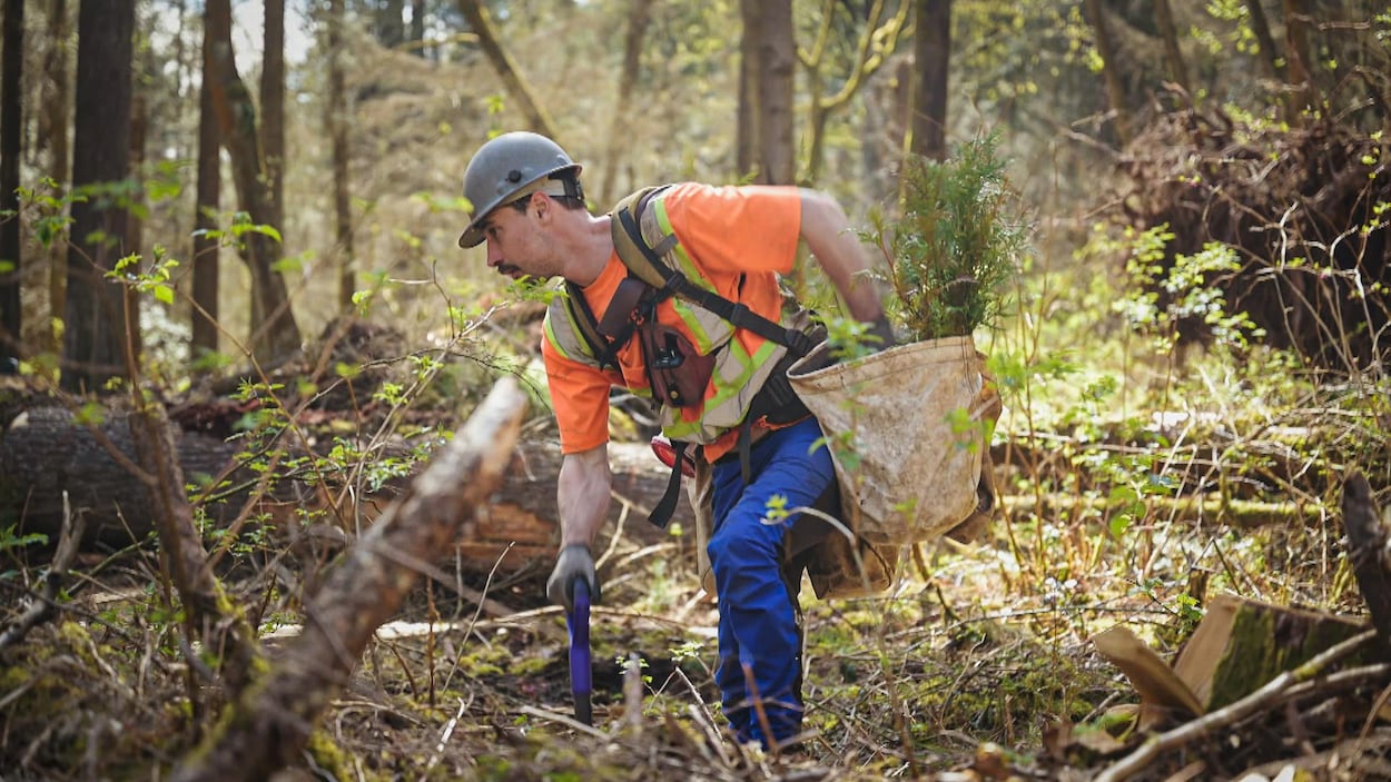 Sur la Côte-Nord, l’avenir du reboisement forestier fragilisé