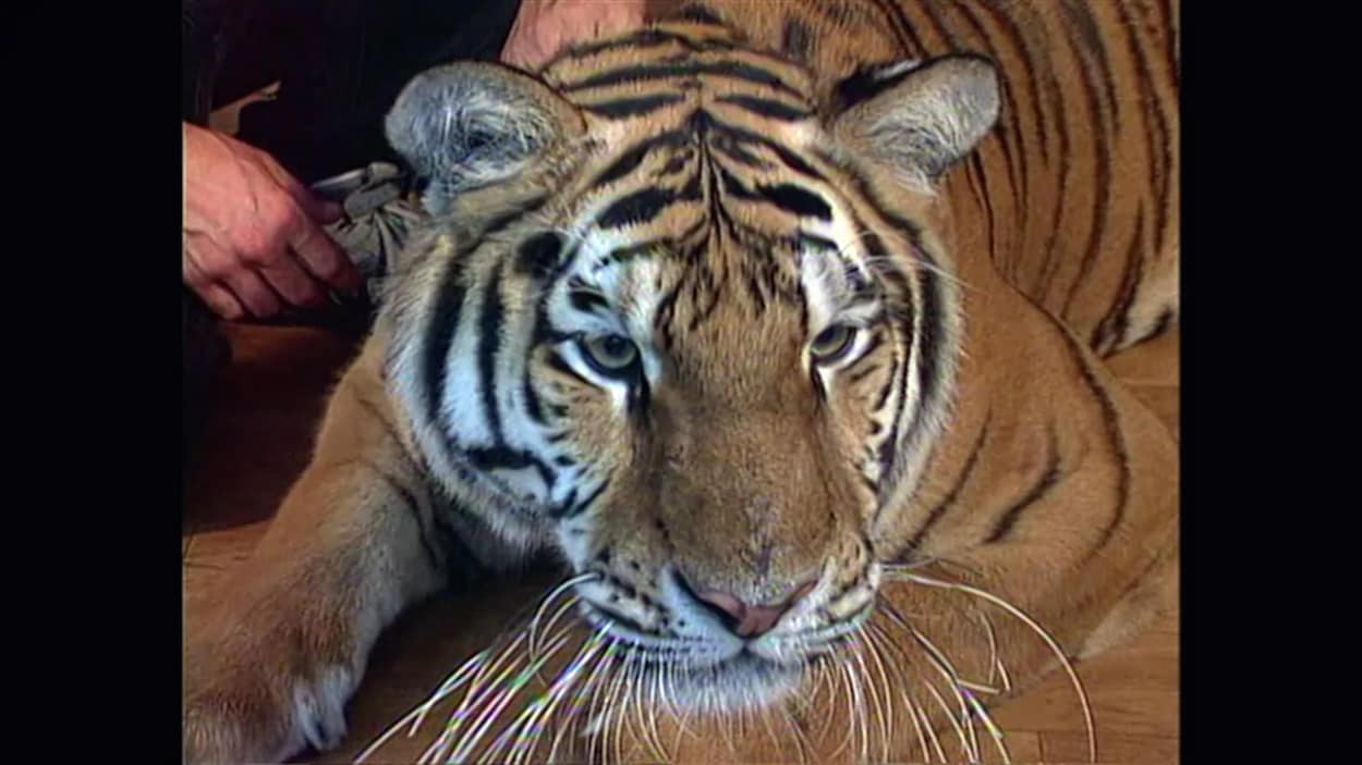 Gros plan sur un tigre.