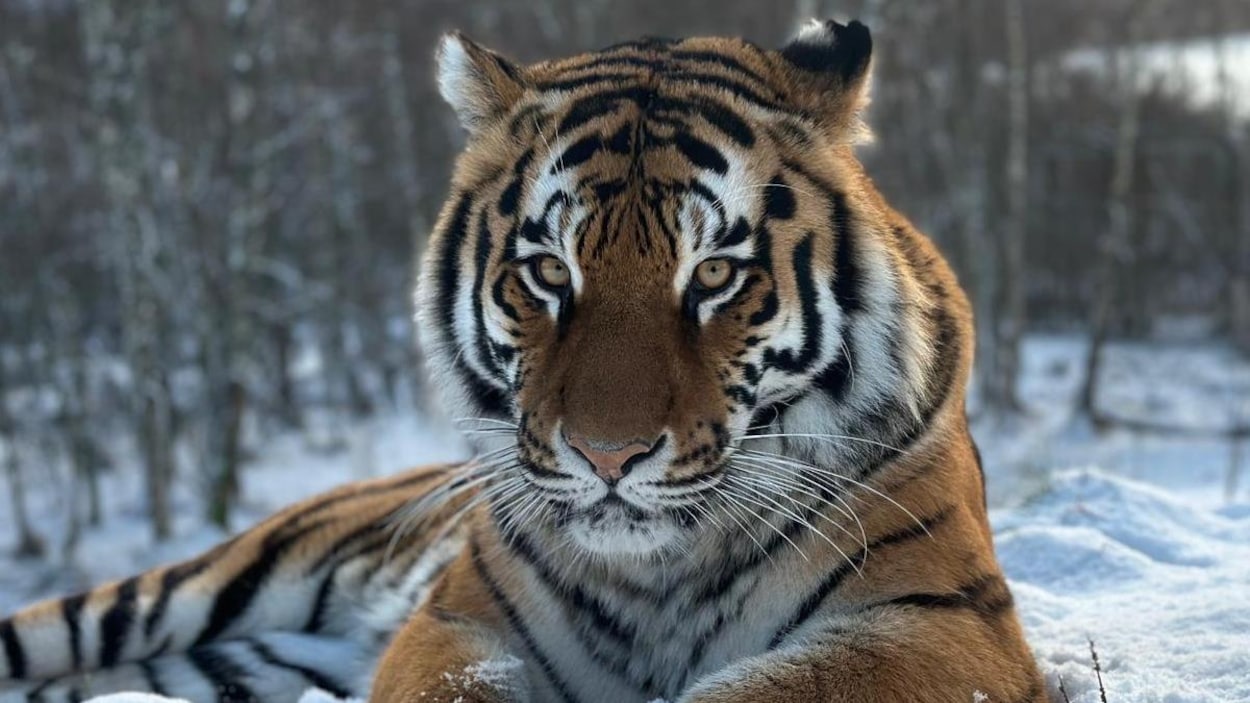 Une nouvelle pensionnaire au Zoo de Granby