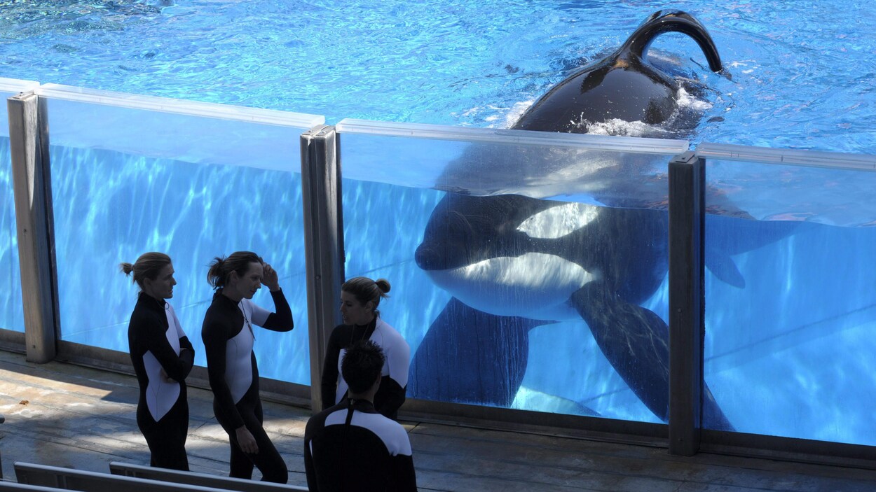 L'orque Tilikum.