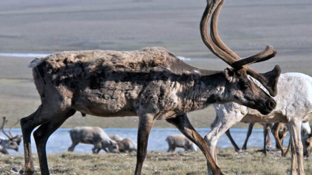 Des caribous issus de la harde de Bluenose-Est.