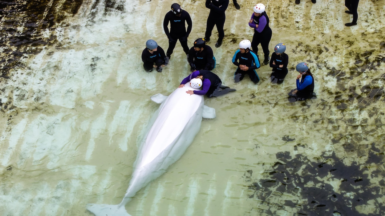 Fin de la captivité des cétacés au Canada : les bassins de Marineland maintenant vides