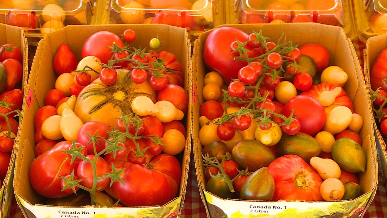Des tomates, de différentes variétés, dans des paniers en carton.