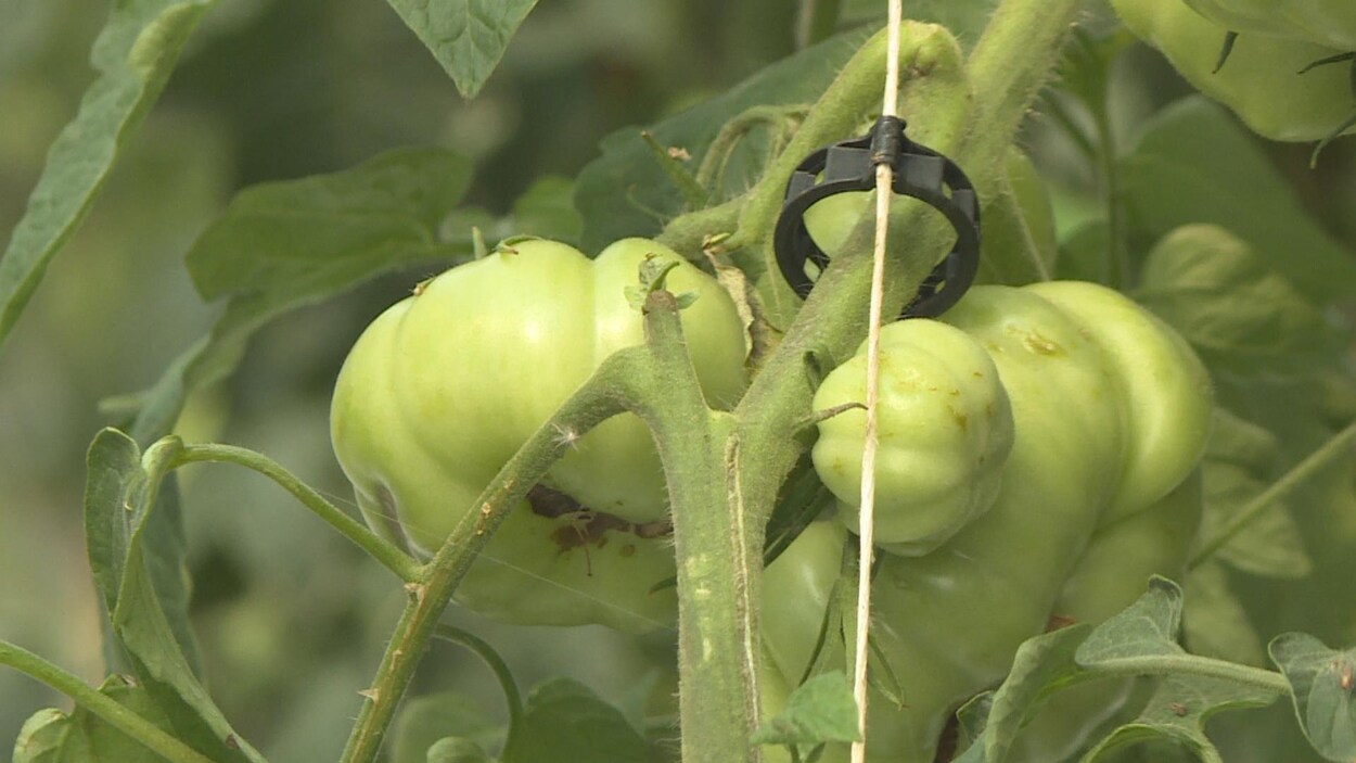Gros plan sur des tomates pas encore mûres dans une serre. Elles sont attachées à une tige.