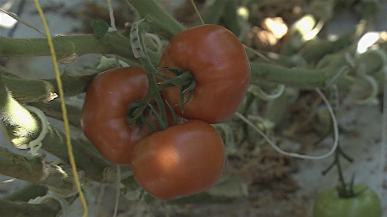 Des tomates rouges sur un plant