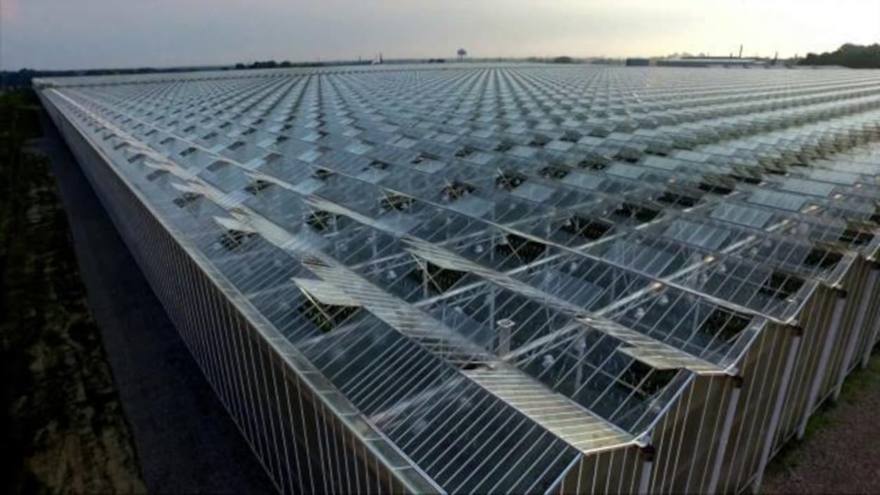 Des serres agricoles vues du ciel