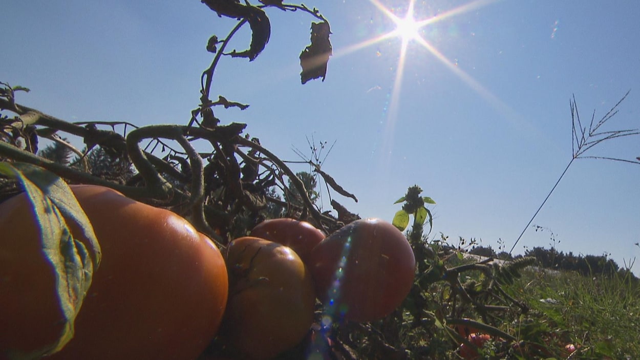 Tomates dans un champs Tomates dans un champs