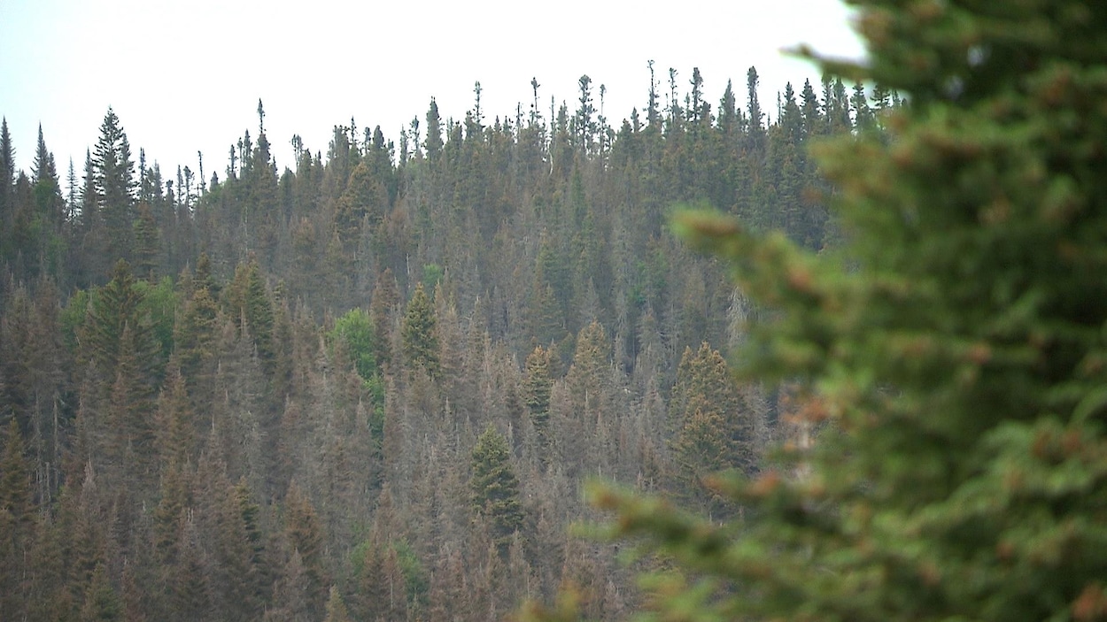 Les ravages de la tordeuse des bourgeons de l'épinette sont bien visibles dans les forêts.