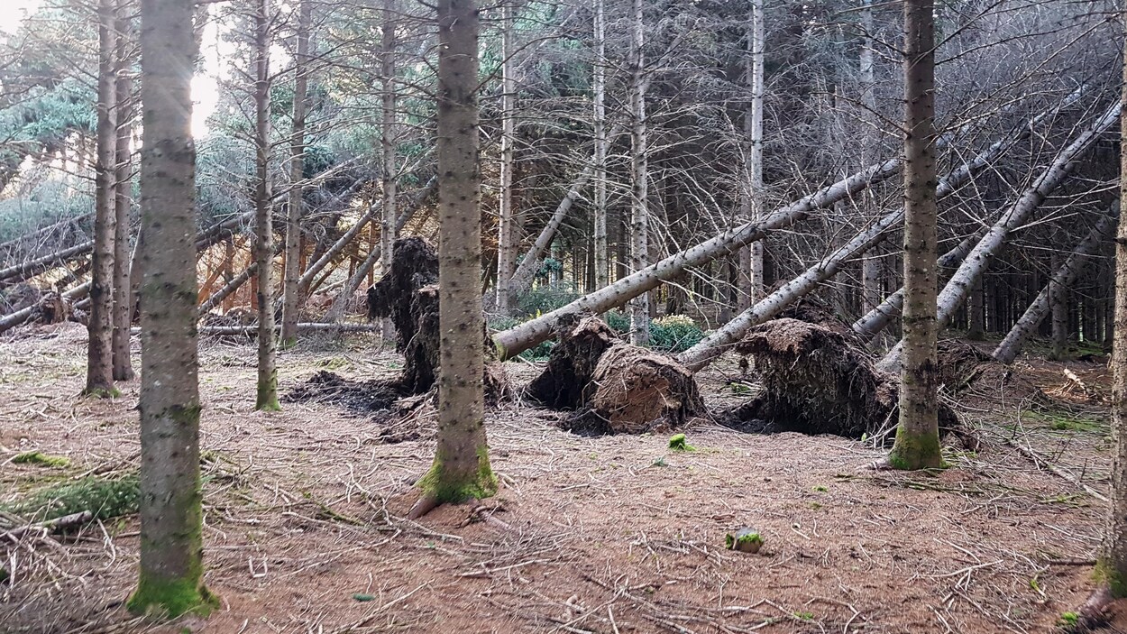 Cinq arbres sont déracinés en pleine forêt et plusieurs autres au loin.