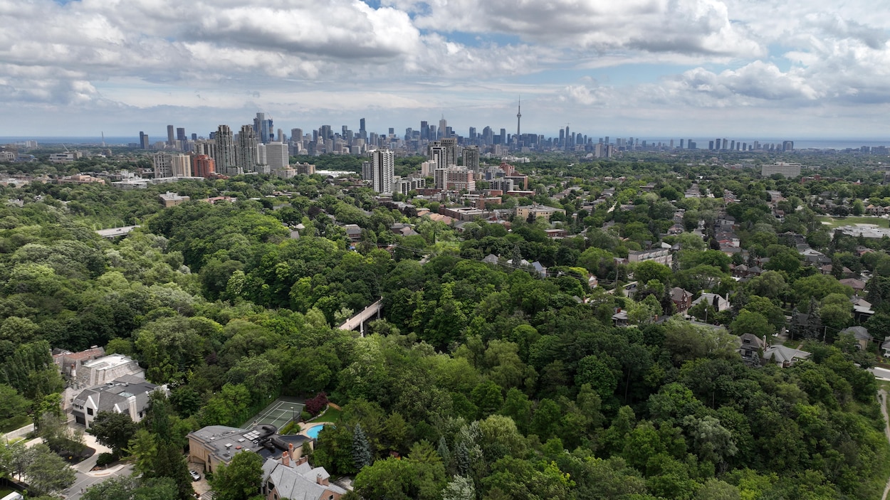 Recueillir les semences d’arbres indigènes pour rétablir la biodiversité en ville