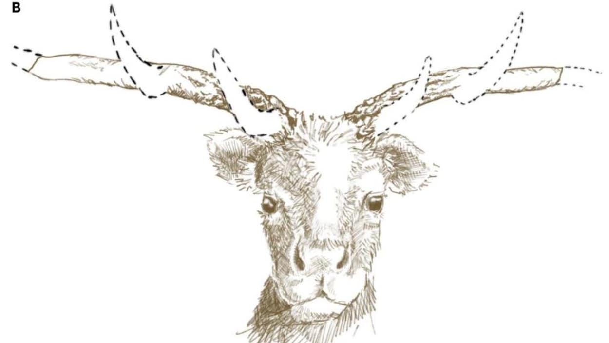 Un fossile de 12 000 ans découvert sous le métro livre ses secrets grâce à l’ADN