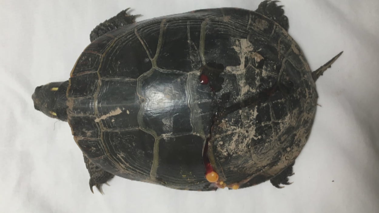 Une tortue dont une partie de la carapace est écrasée et fendue.