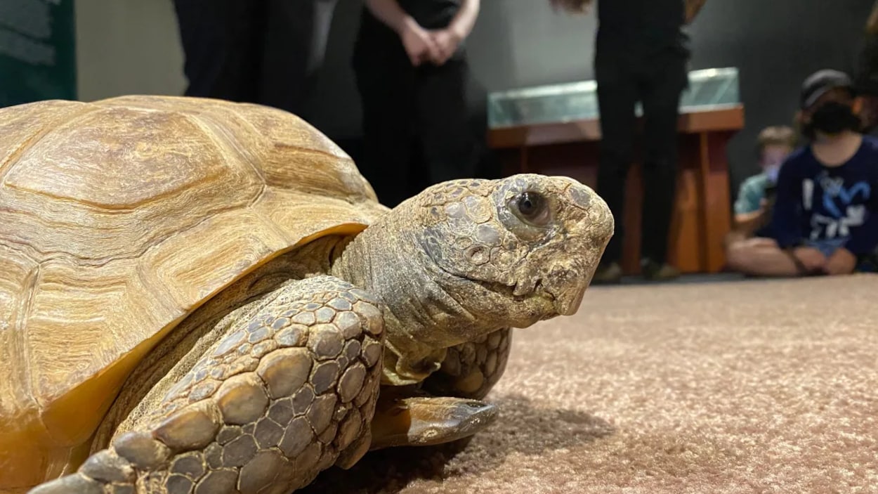 Les messages de soutien affluent pour Gus, la tortue gopher d’Halifax âgée de 104 ans