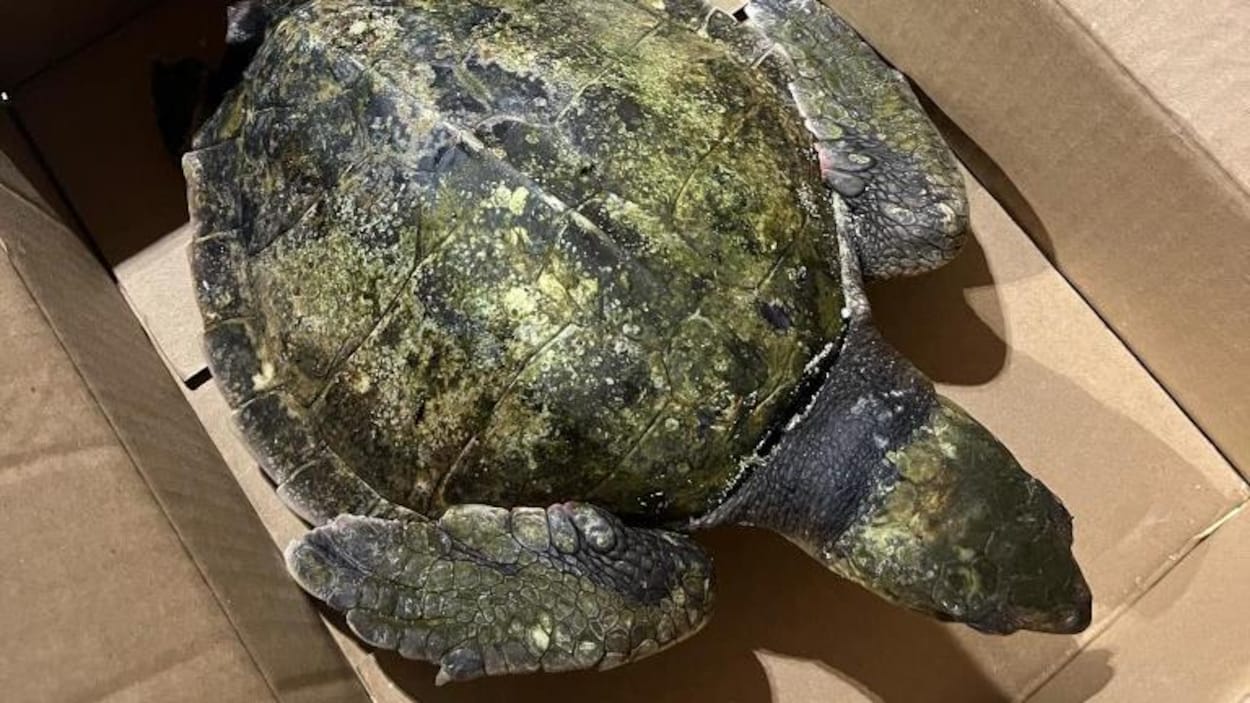 Une Tortue De Kemp Retrouv e chou e Aux les Radio Canada une-tortue-de-kemp-retrouv-e-chou-e-aux-les-radio-canada