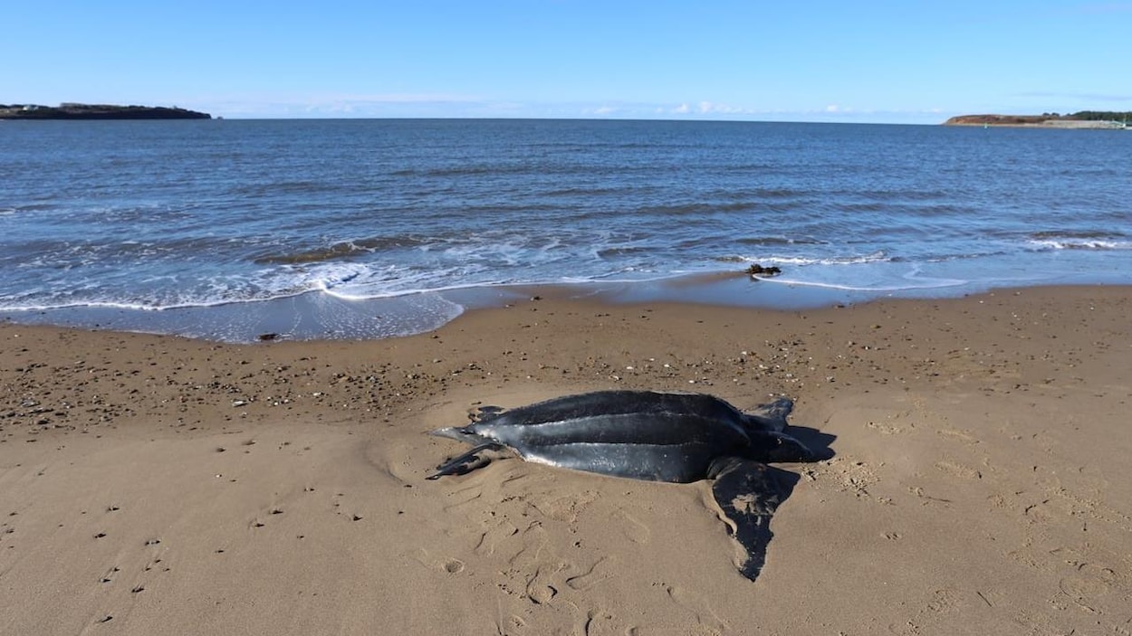 Piégées par le canal de Canso, des tortues luth s’échouent au Cap-Breton