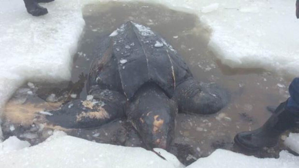 Le cadavre d'une tortue luth gît au milieu de la glace. Le cadavre d'une tortue luth gît au milieu de la glace.