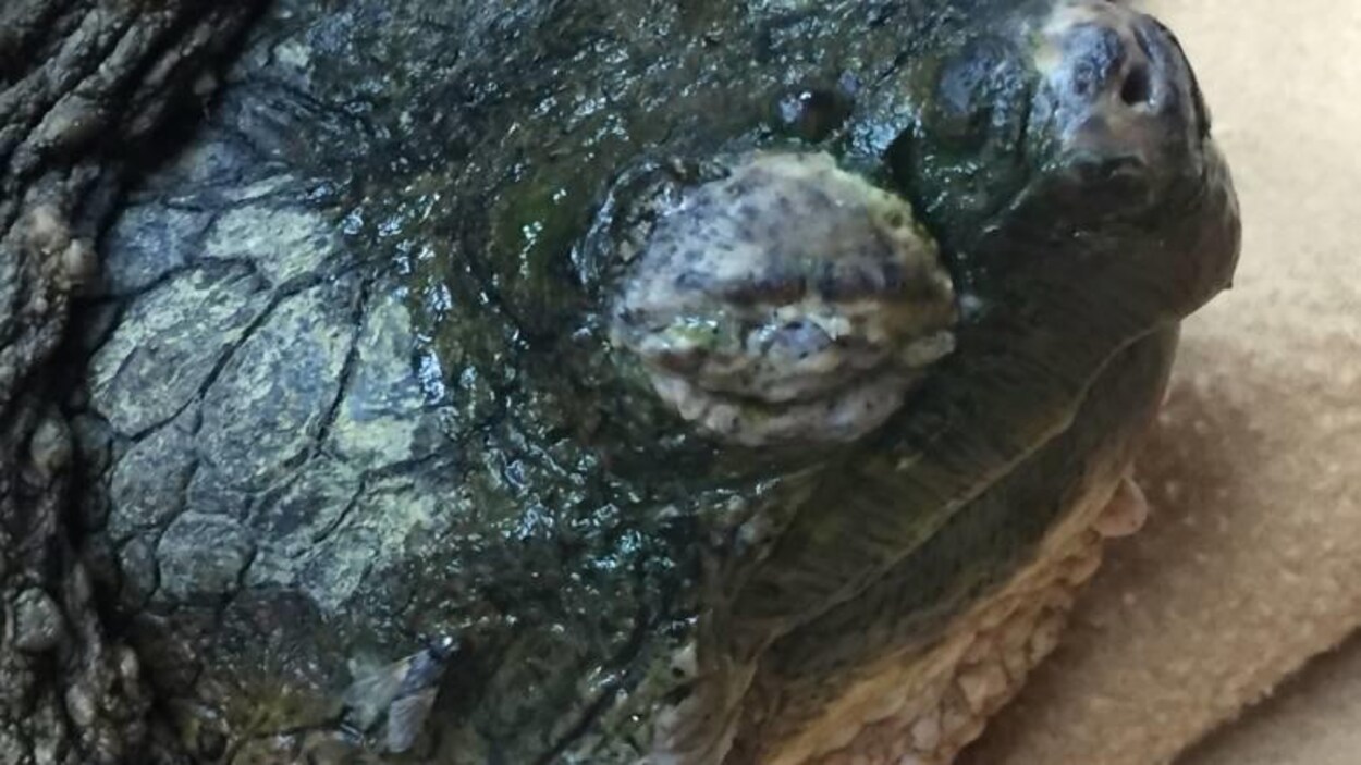 Une tortue malade aux yeux boursouflés, et à la peau décolorée.