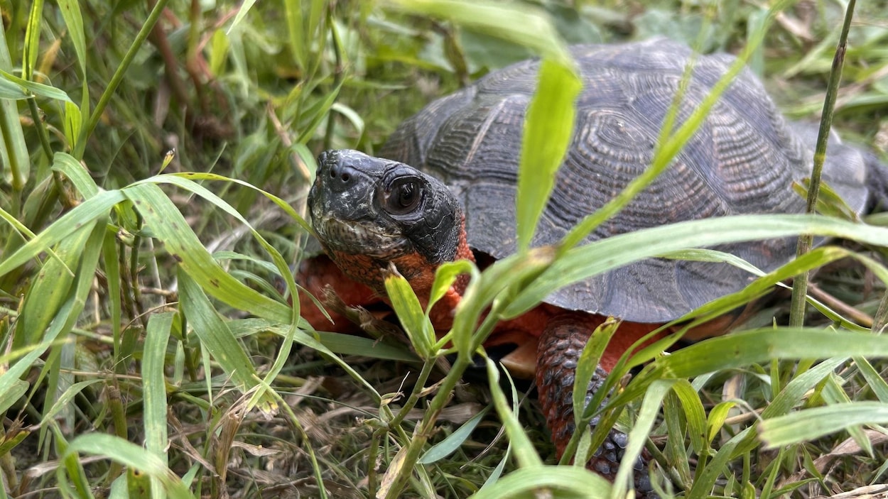 La réhabilitation de Marguerite la tortue