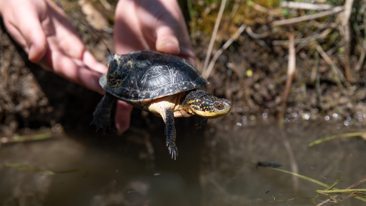 52 tortues relâchées à Hamilton