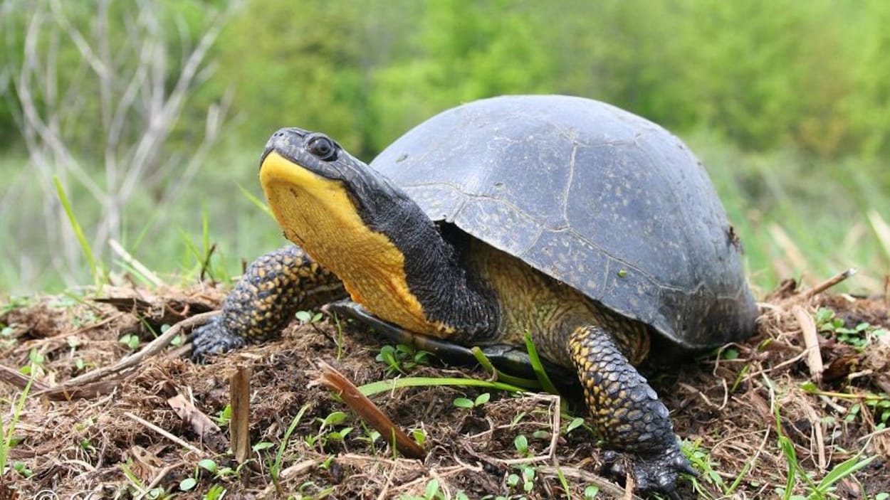 La population invitée à signaler la présence de tortues mouchetées