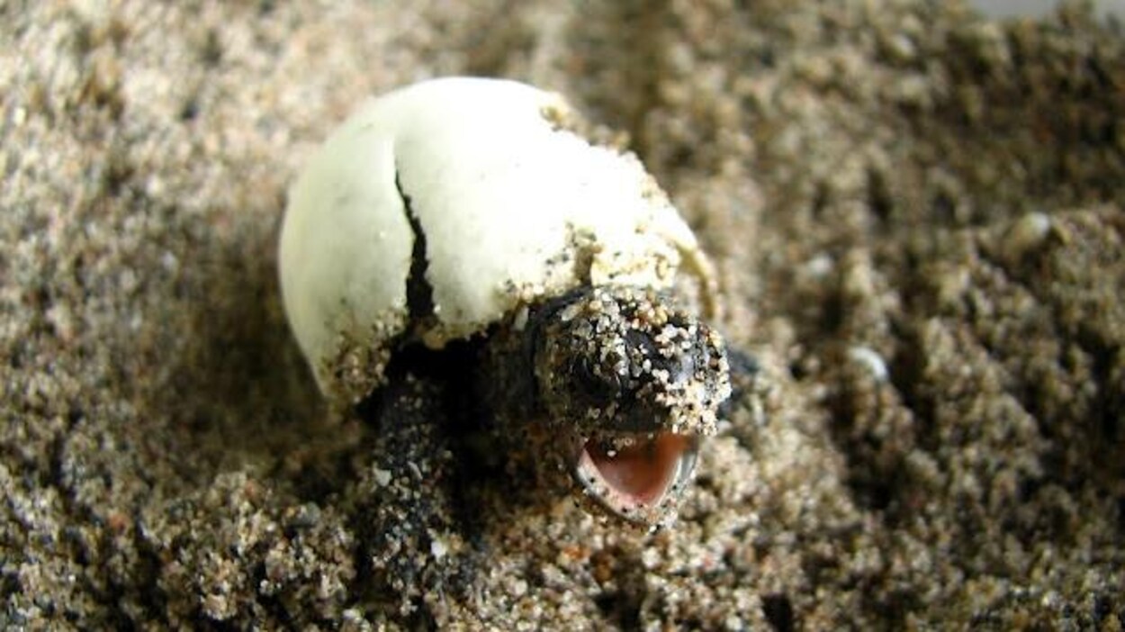 Tortue mouchetée bébé.