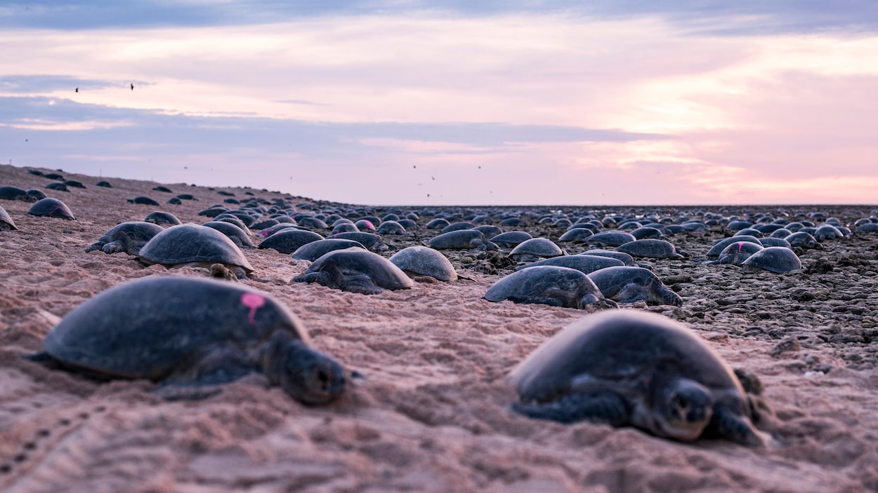 Des tortues nichant sur l'île de Raine.