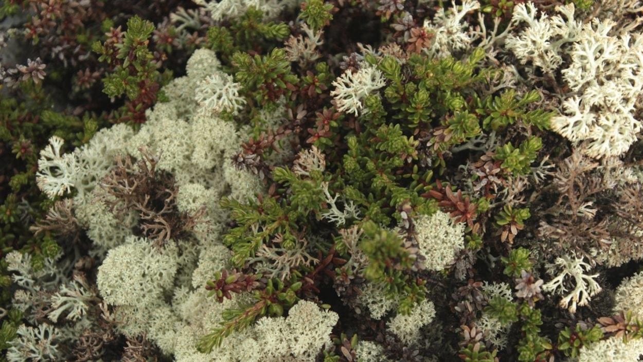 Du lichen