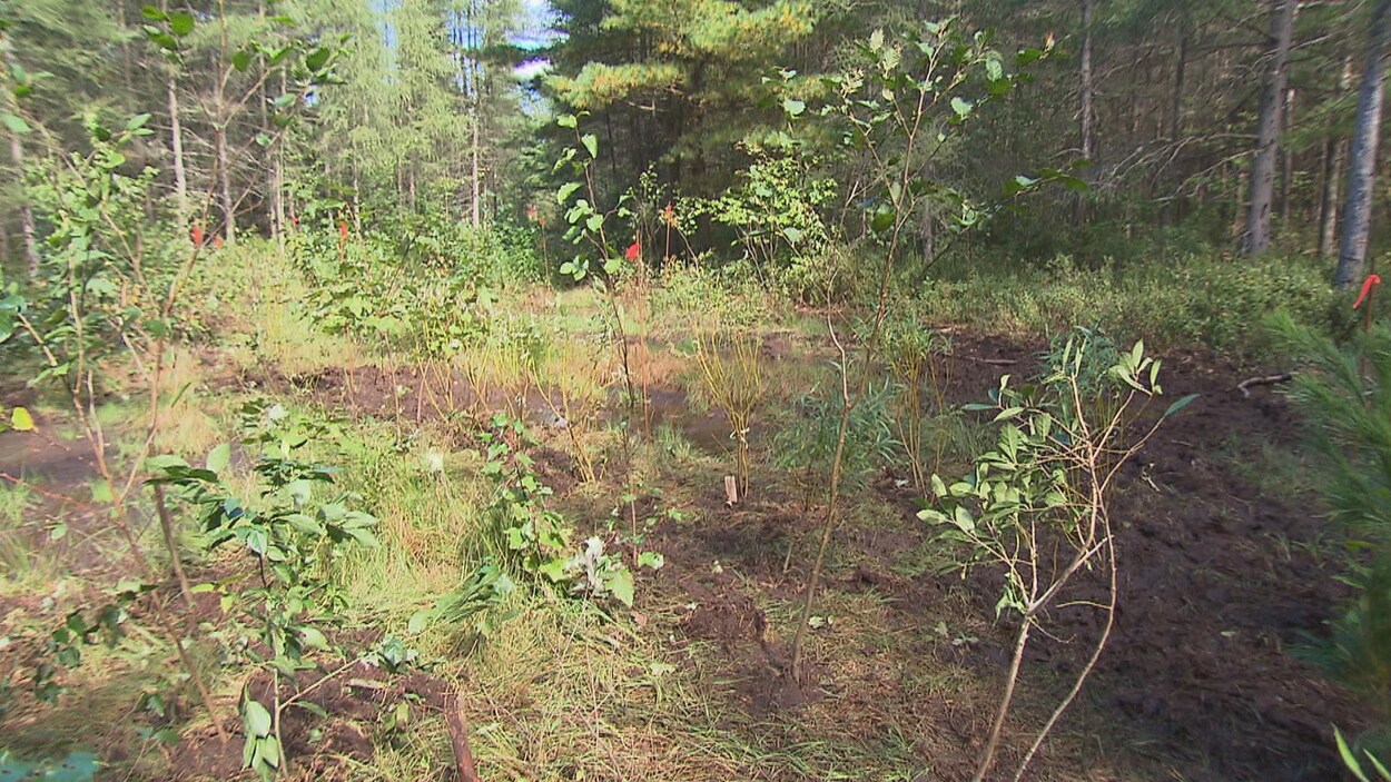 La tourbière Red Mill à Trois-Rivières.
