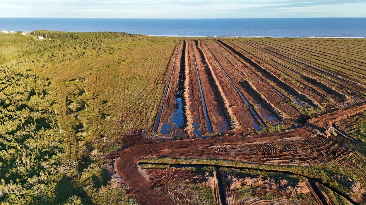 Exploitation de tourbière à Île-de-Lamèque : des élus pris entre l’arbre et l’écorce