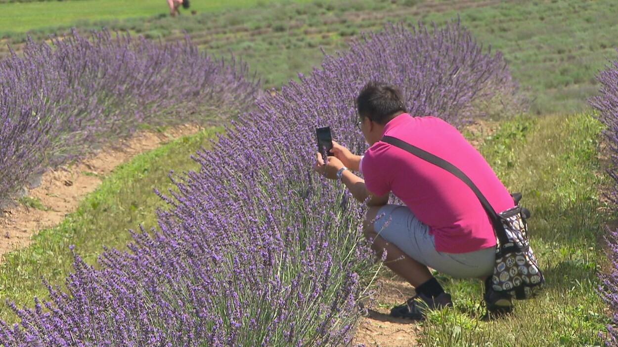 Un touriste s'amuse à prendre des photos dans les champs de lavande lors de sa visite chez Bleu Lavade, à Stanstead. Un touriste s'amuse à prendre des photos dans les champs de lavande lors de sa visite chez Bleu Lavade, à Stanstead.