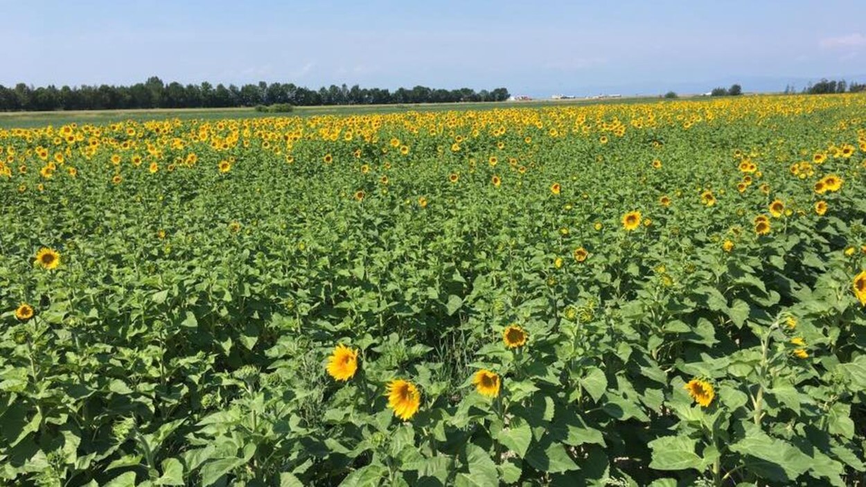 Des tournesols à perte de vue dans un champ Des tournesols à perte de vue dans un champ