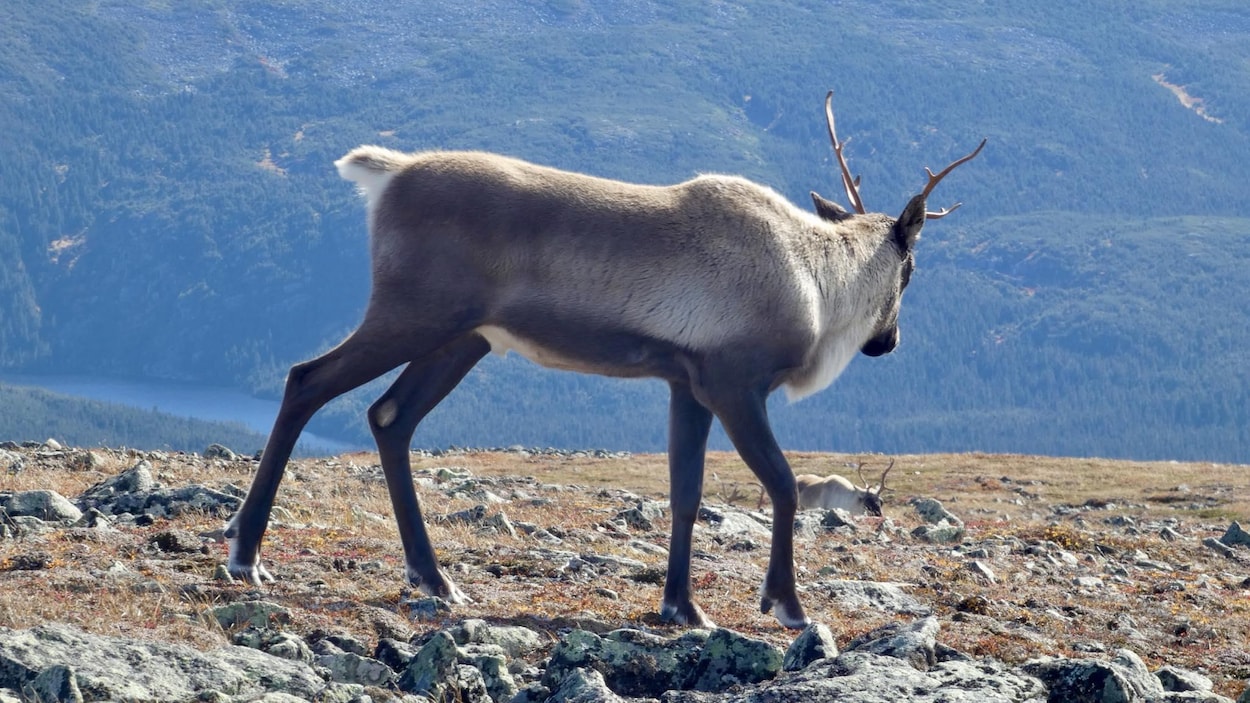 Sept caribous en enclos remis en liberté en Gaspésie