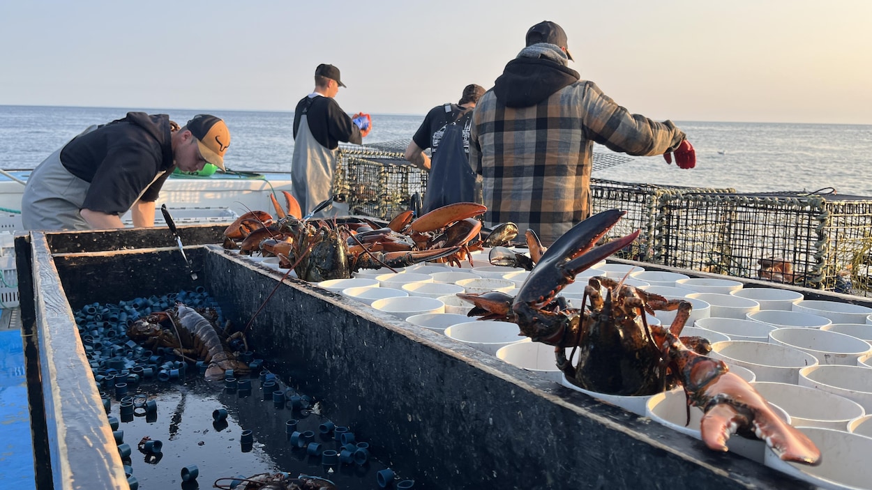 Le homard, espoir d’une sortie de crise pour des pêcheurs de La Haute-Gaspésie