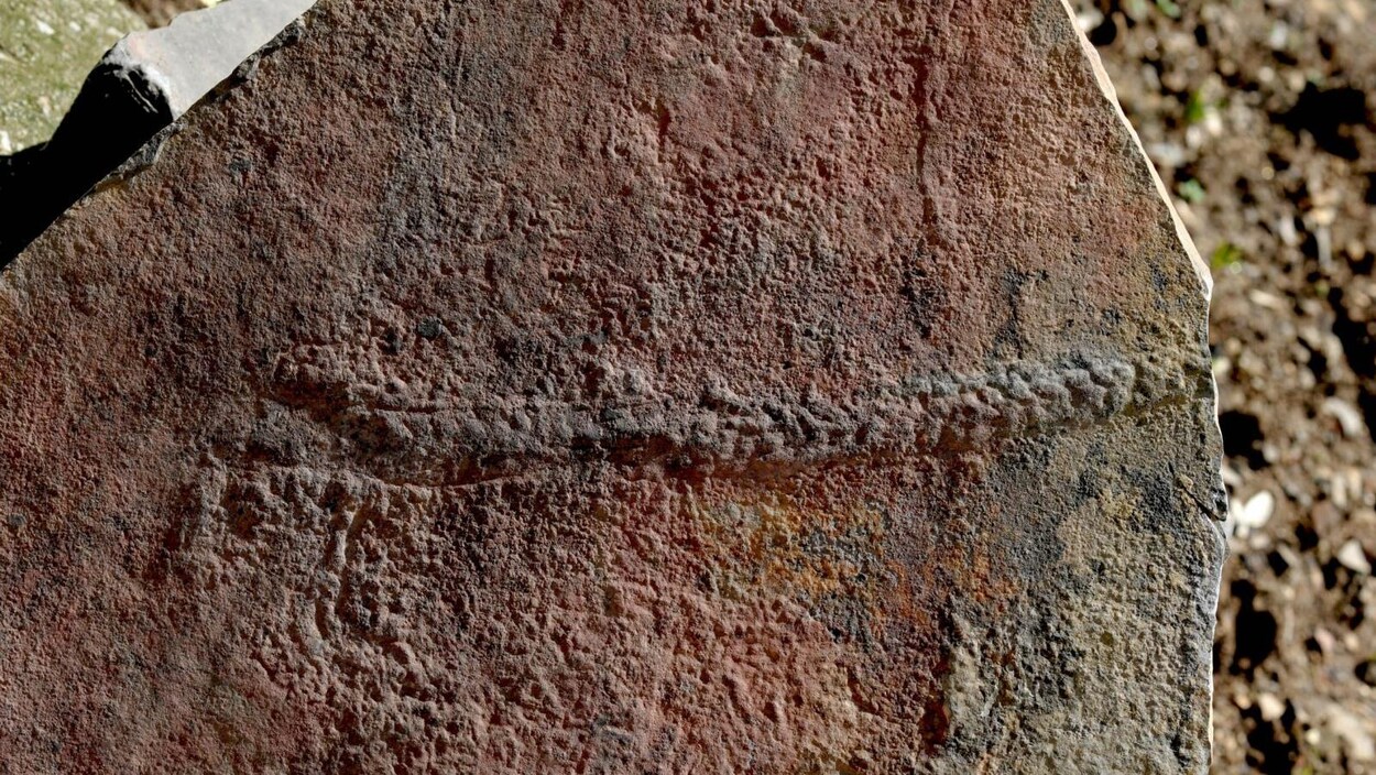 Le sentier laissé par un Yilingia spiciformis datant de 550 millions d'années
