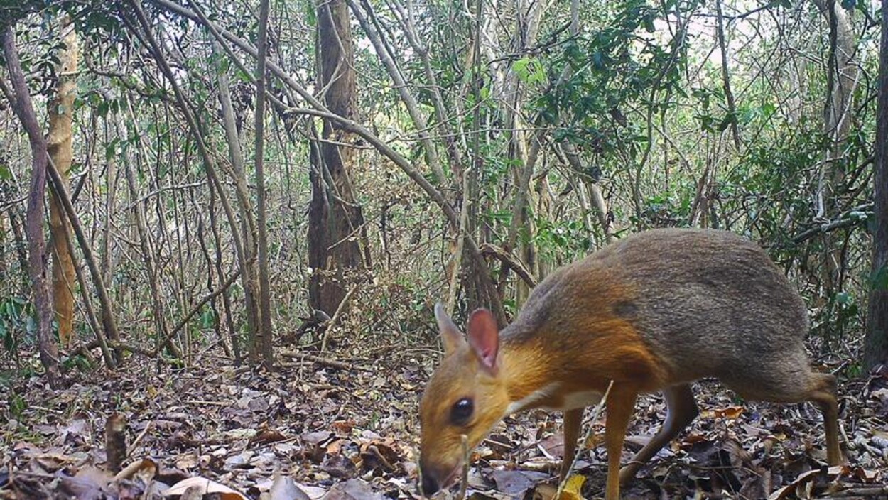 Un chevrotain à dos argenté (Tragulus Versicolor).