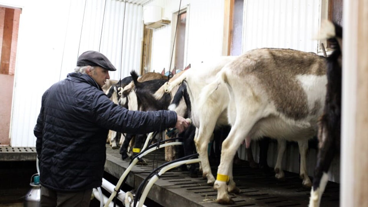 Le Québec compte 65 producteurs de lait de chèvre, principalement dans les régions du Centre-du-Québec, Montérégie, Bas-Saint-Laurent et Chaudière-Appalaches.