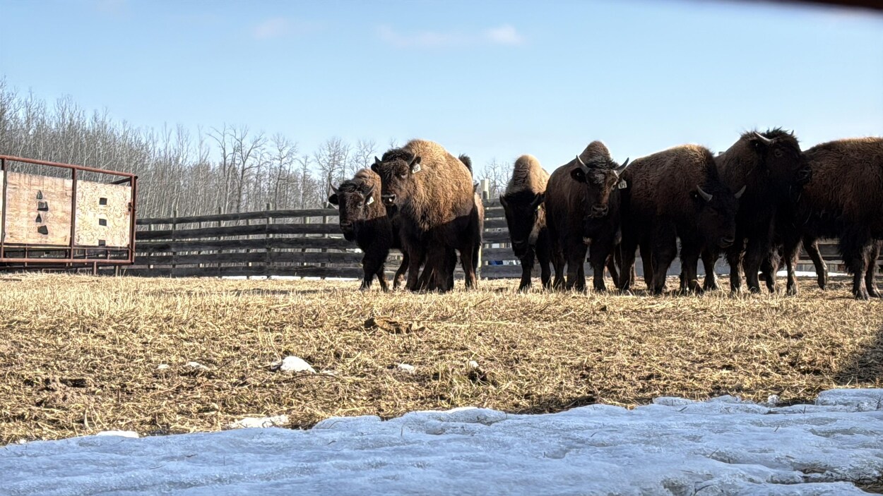 Des bisonneaux en route vers l'Alaska