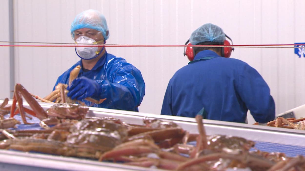 Entente conclue : la pêche au crabe des neiges pourra enfin démarrer