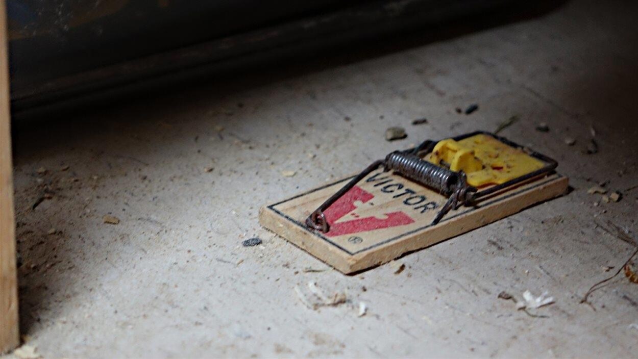 Un piège à souris