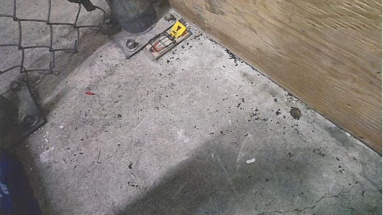 1000 $ d’amende en raison de la présence de souris au Walmart de Rouyn-Noranda