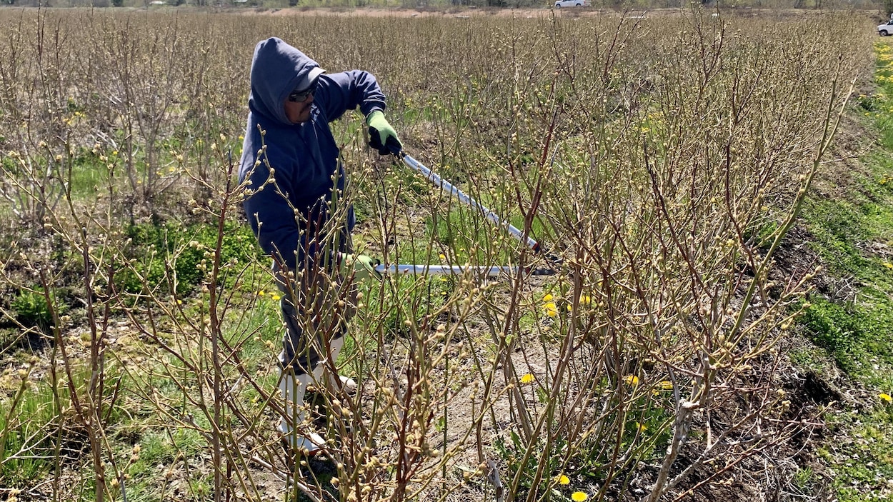 Un travailleur agricole taille les buissons de bleuets.