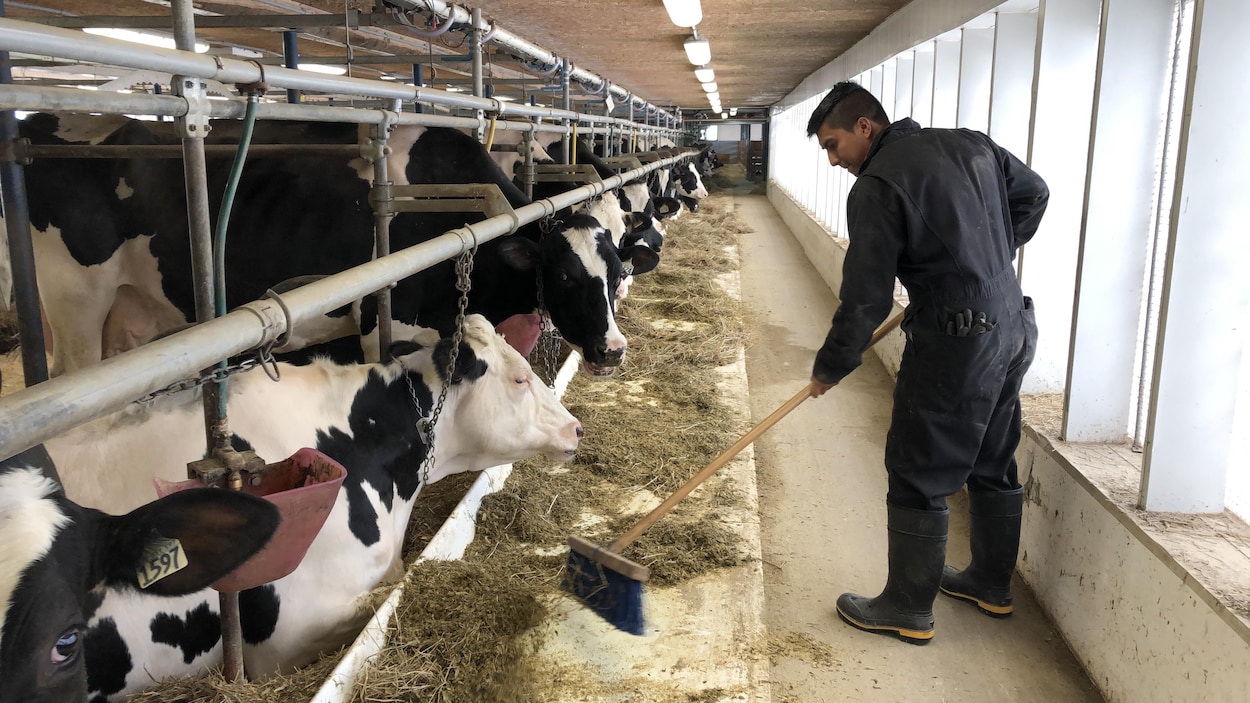 Un programme pour amener l’école à la ferme au BasSaintLaurent RadioCanada