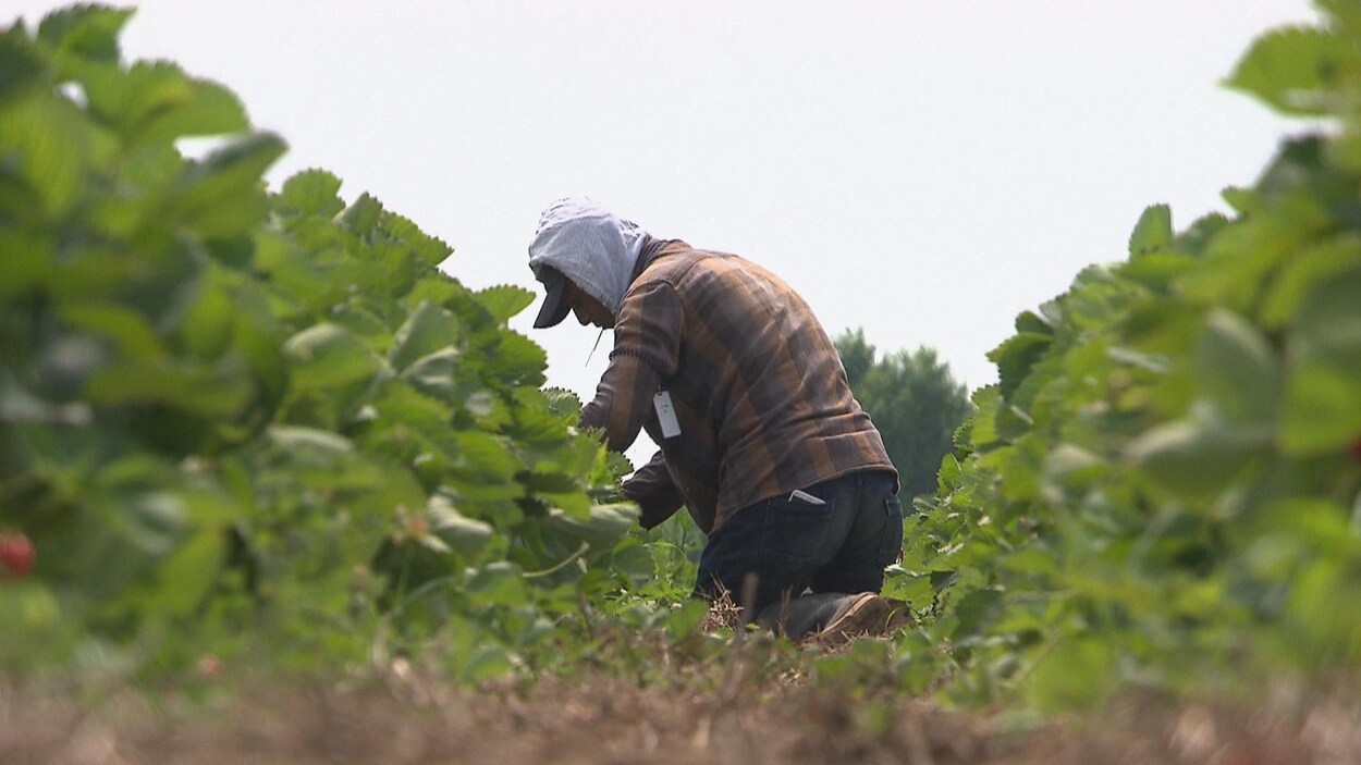 (Archives) Des travailleurs étrangers temporaires s'affairent à amasser des fruits dans un champs.