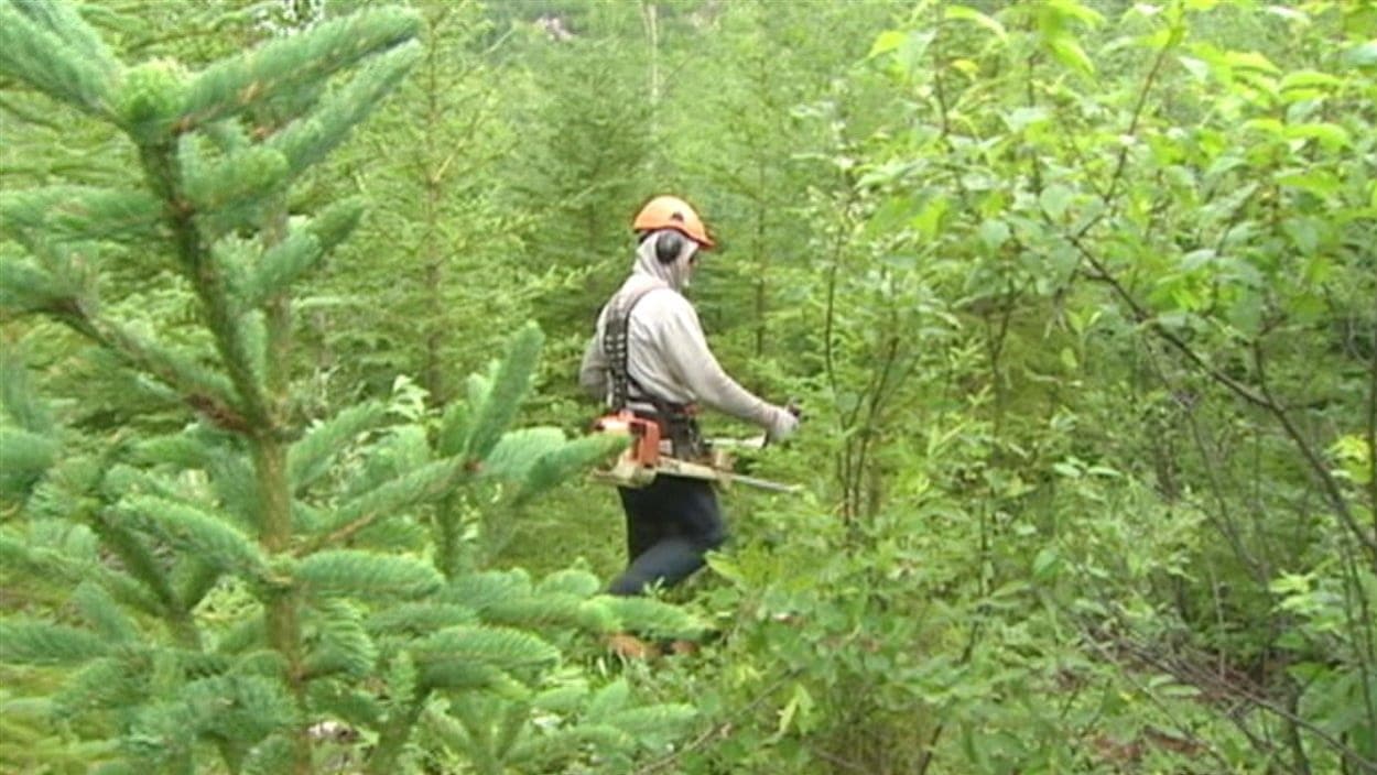 Un travailleur sylvicole est au milieu d'une forêt avec son équipement.