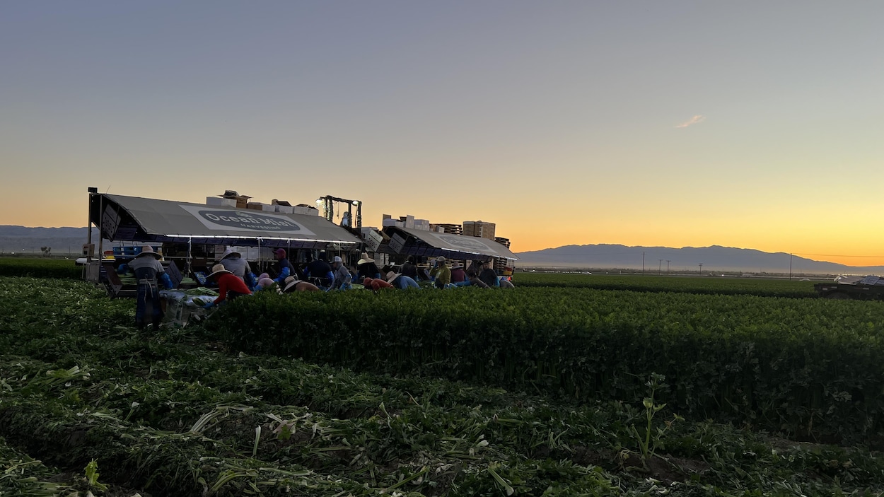 Main-d’œuvre agricole en Californie : un secteur bouleversé par les politiques de Trump