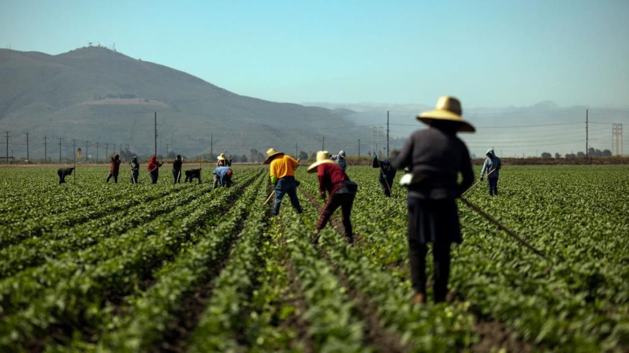 RAMQ : un travailleur agricole sauvé de justesse